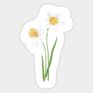 2 white daffodil  flowers watercolor Sticker